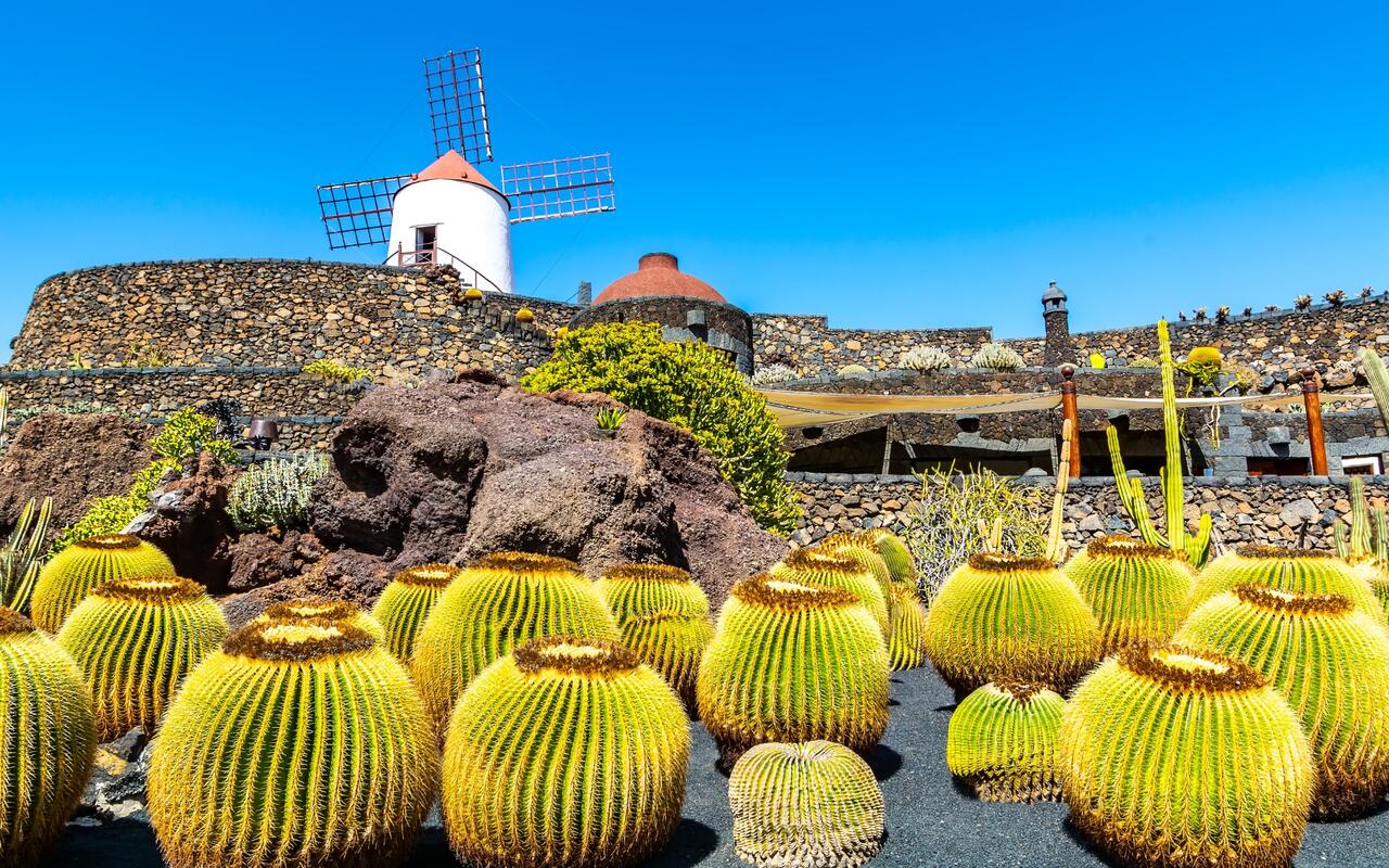 Travel concept. Amazing view of tropical cactus garden (Jardin de Cactus) in Guatiza village. Location: Lanzarote, Canary Islands, Spain. Artistic picture. Beauty