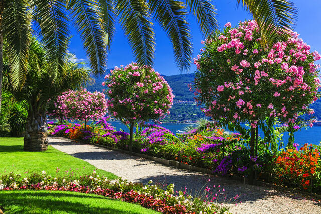 Tulpenblüte am Lago Maggiore