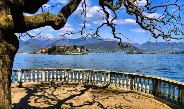 Kamelienblüte am Lago Maggiore