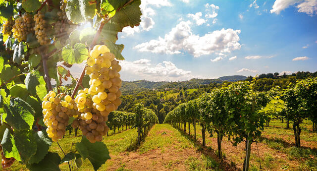 Spargelzeit in Heidelberg