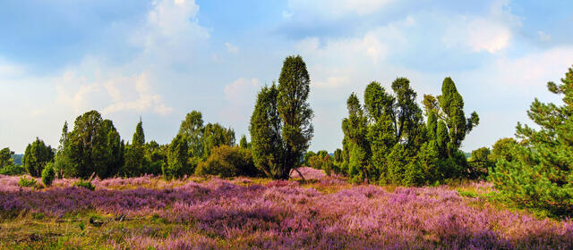 Heideblüte in der Lüneburger Heide