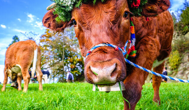 Almabtrieb Kastelruth und Seiser Alm 2026