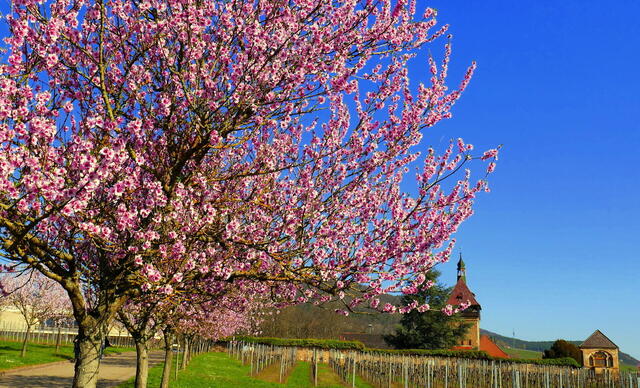 Zur Mandelblüte in die Pfalz