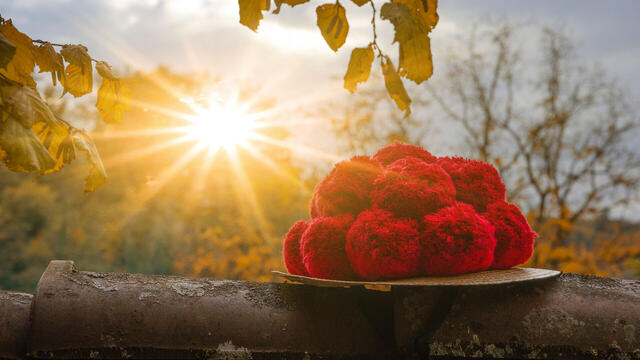 Nos bus réguliers Forêt Noire