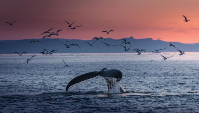 Die große Reise nach Grönland