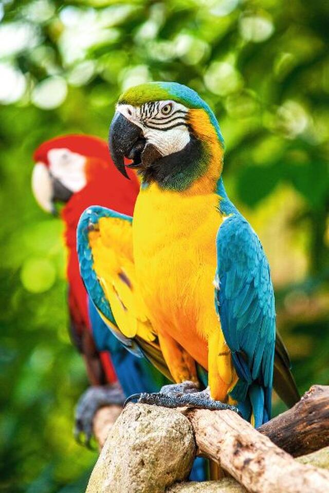 Surpenante Guyane