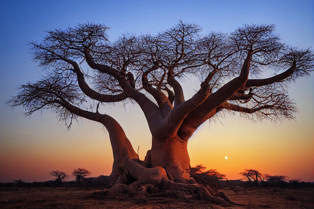 Senegal