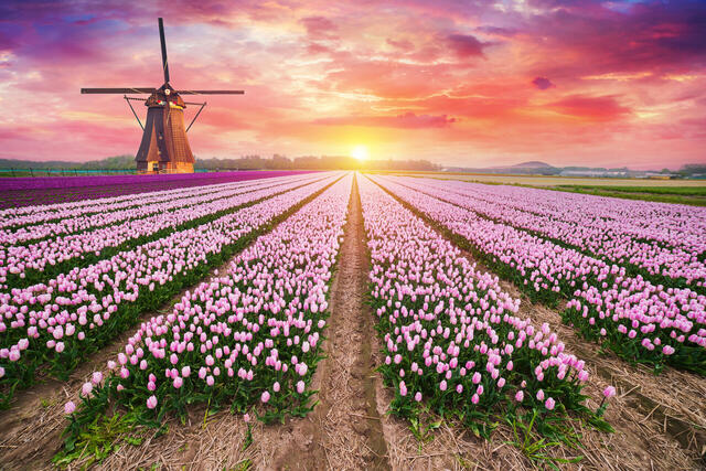 Tulpenblüte in Holland