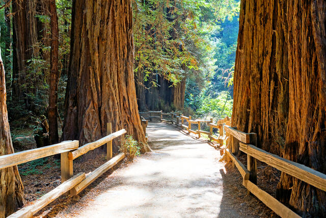 Redwood forest with wooden path at Muir Woods National Monument, California, USA