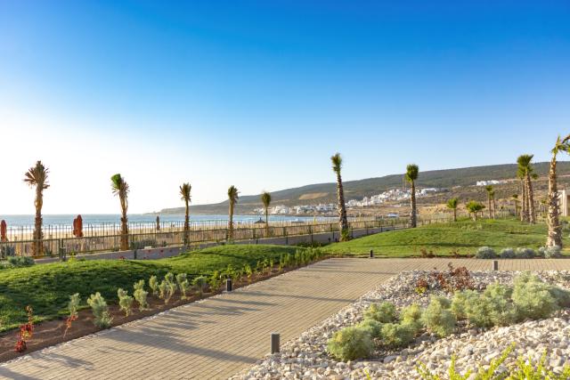 Palm trees at Taghazout