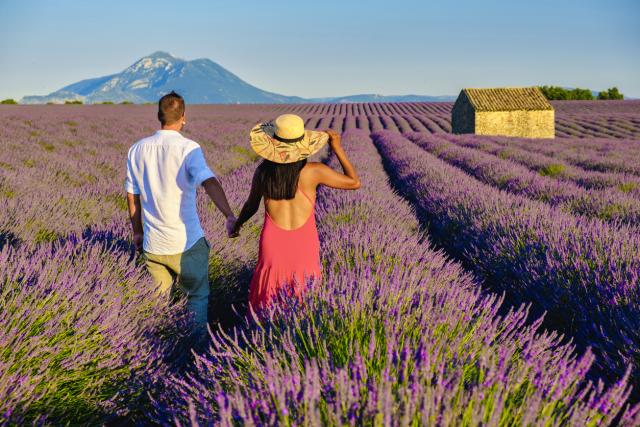 Provence, Lavender field France, Valensole field of Lavender Southern France. Couple on vacation