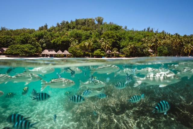 Turtle Island Fiji