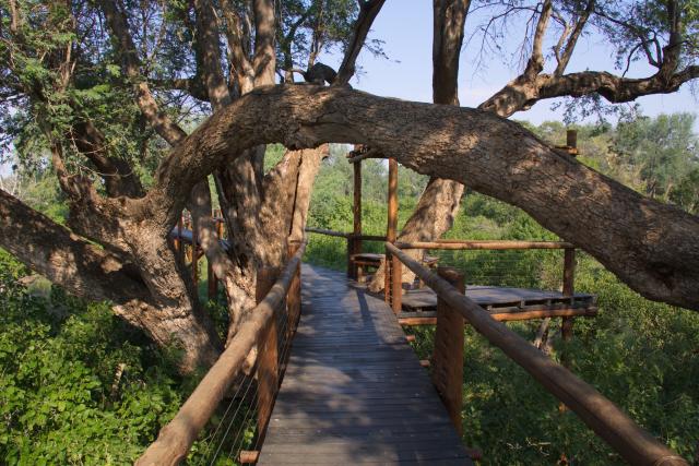 Board walk in Great Limpopo Transfrontier Park in Africa 1