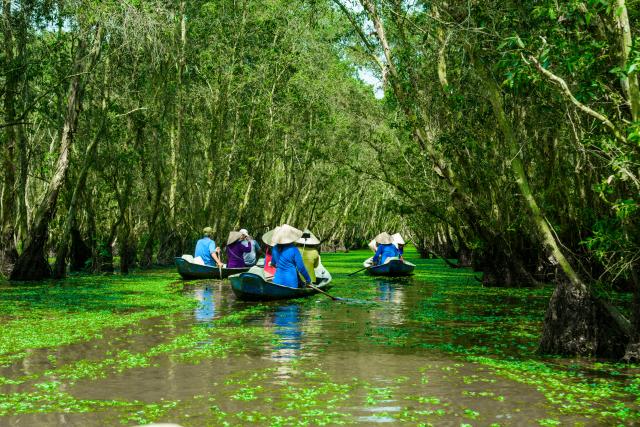 Sailing boat in Tra Su flooded indigo forest trees, a preserved forest in the Mekong Delta. Located in Van Giao commune, Tinh Bien district