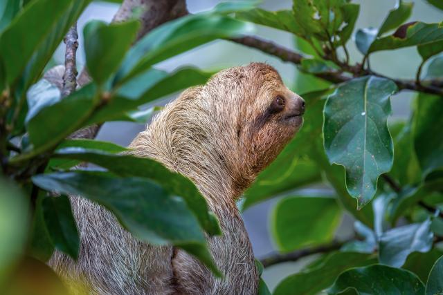 Closeup shot of a Sloths on a tree with the green leaves around in Manuel Antonio National Park