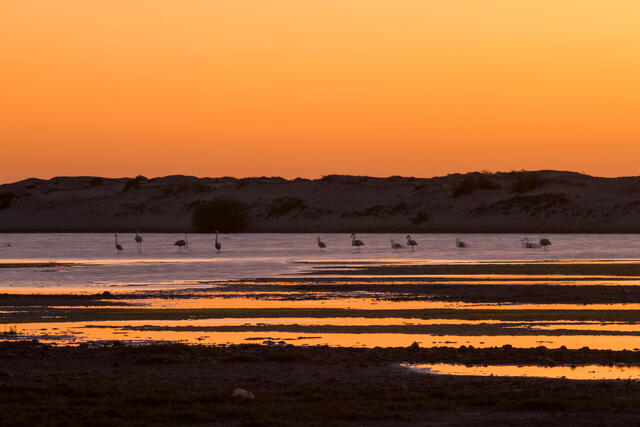 Flamingos during sunset, Ras Madrakah, Oman
