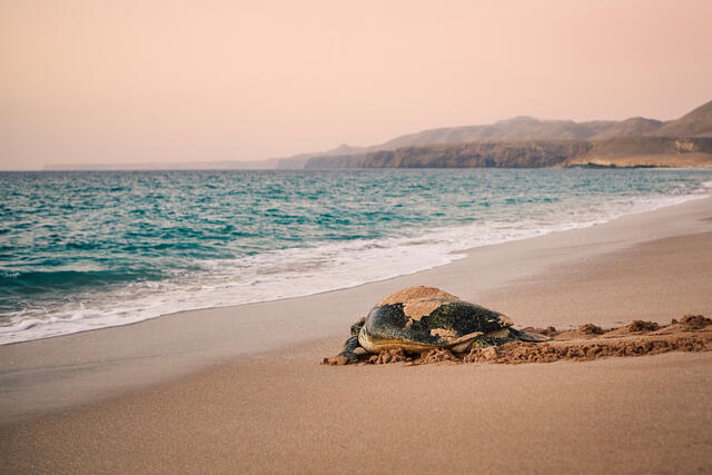 Huge Green Turtle heading back to ocean after having laid eggs on beach. Unique hatching place in Ras Al Jinz, Sultanate of Oman..
