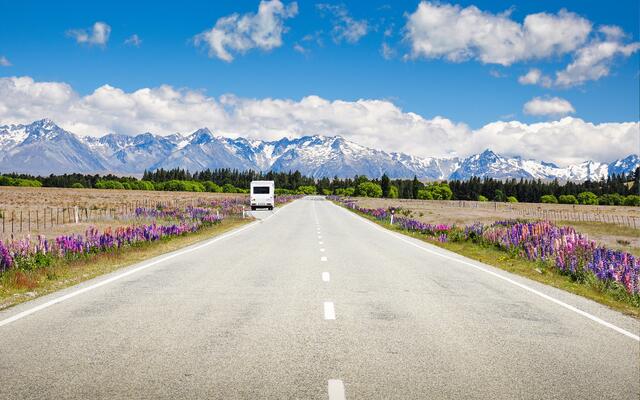 Lupins flowers along Tekapo-Twizel road in South Island New Zealand