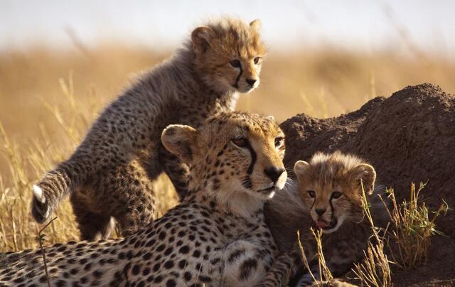 Kenya