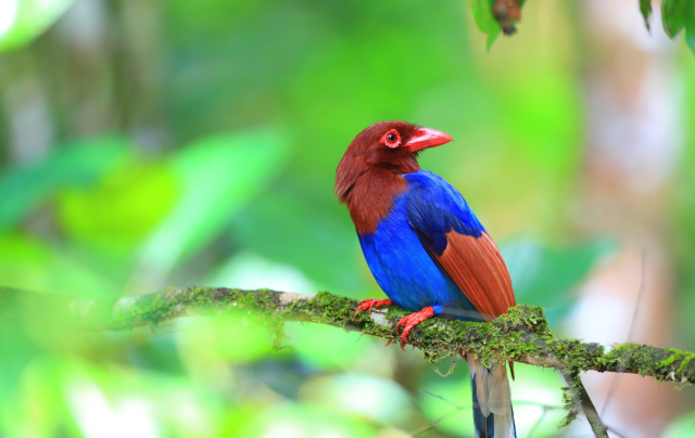 Sri Lanka