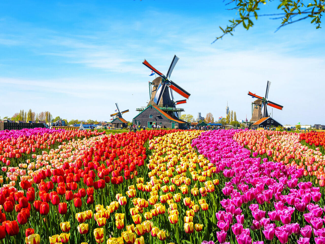 Holland: Willkommen im Land der Tulpen