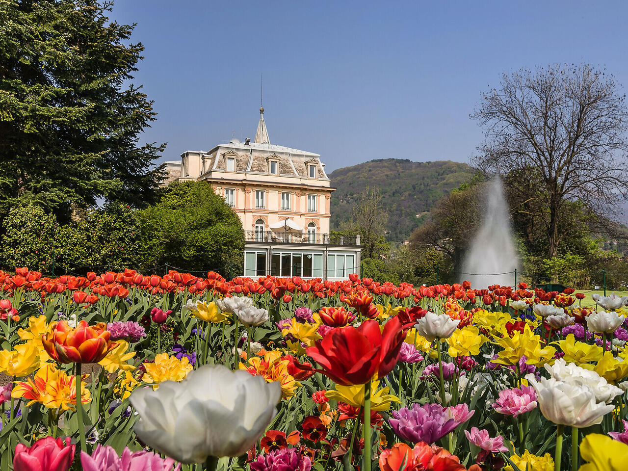 Tulpenblüte am Lago Maggiore