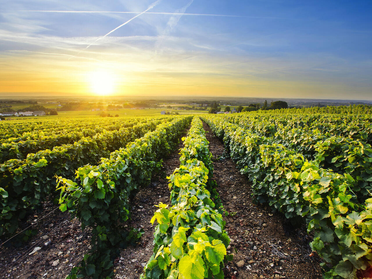 Weingenuss im Burgund