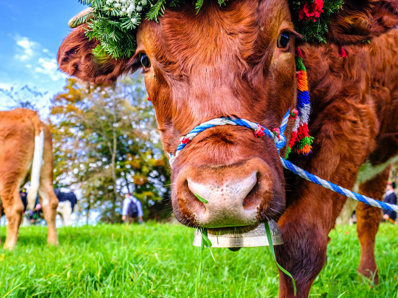 Almabtrieb Kastelruth und Seiser Alm 2026