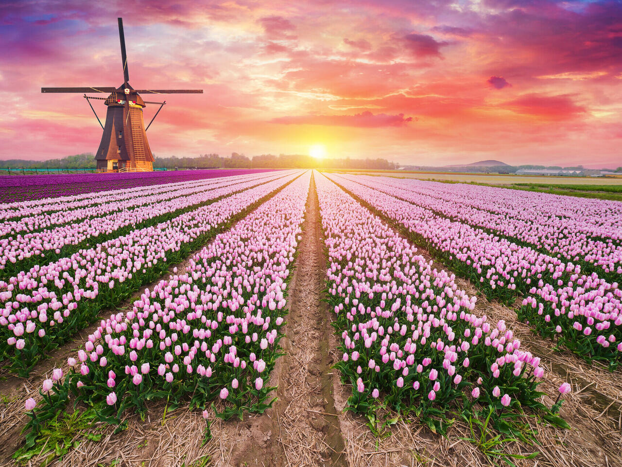 Tulpenblüte in Holland
