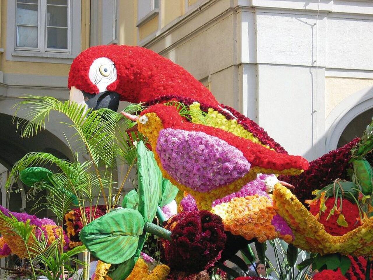 Blütenpracht in Holland