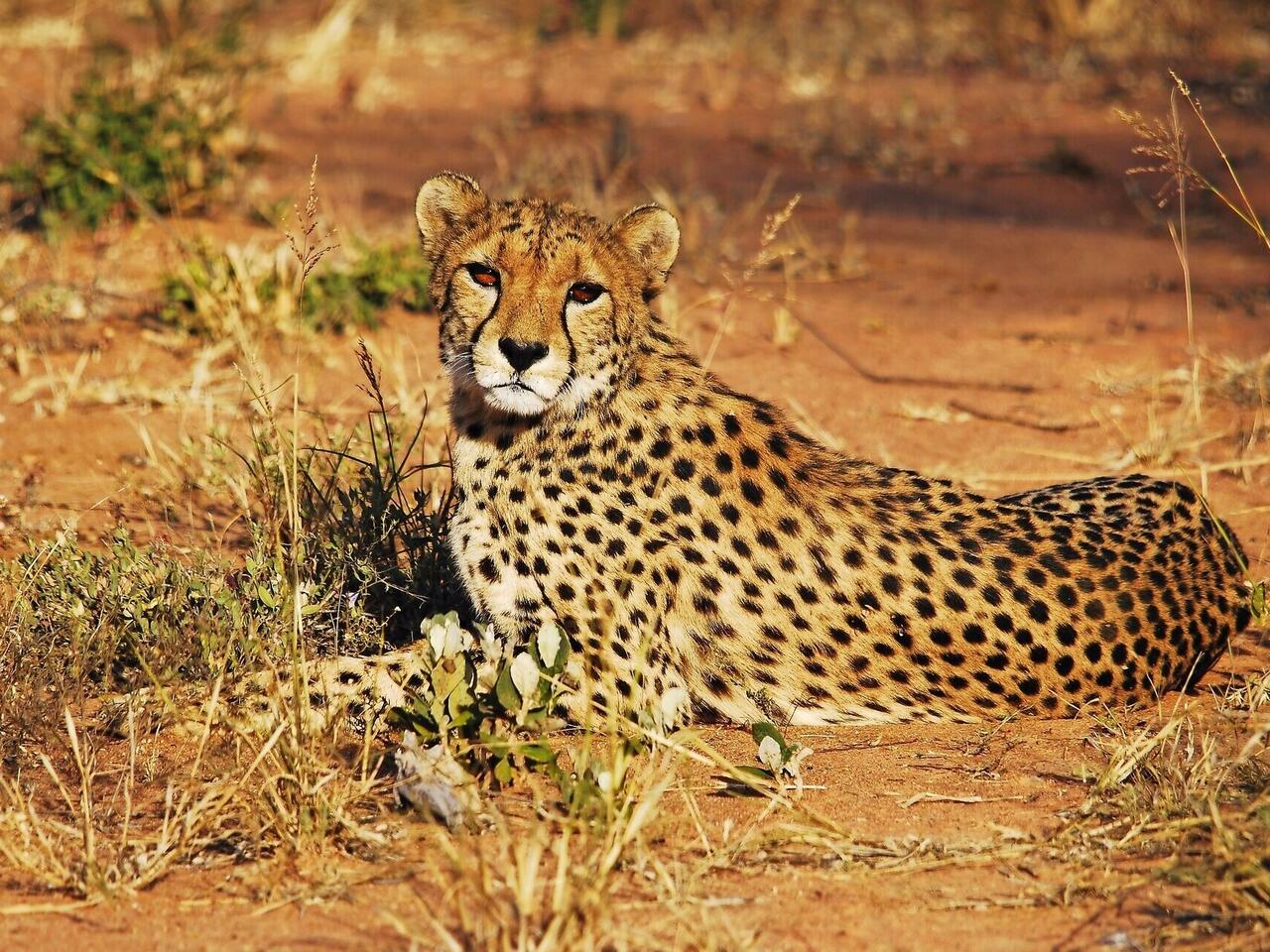 Namibia, Botswana & Simbabwe